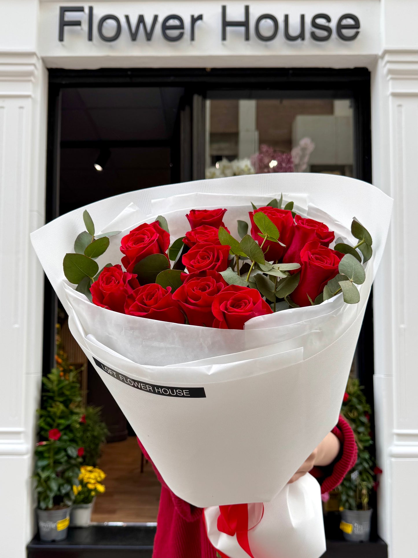 Rosa de medianoche
