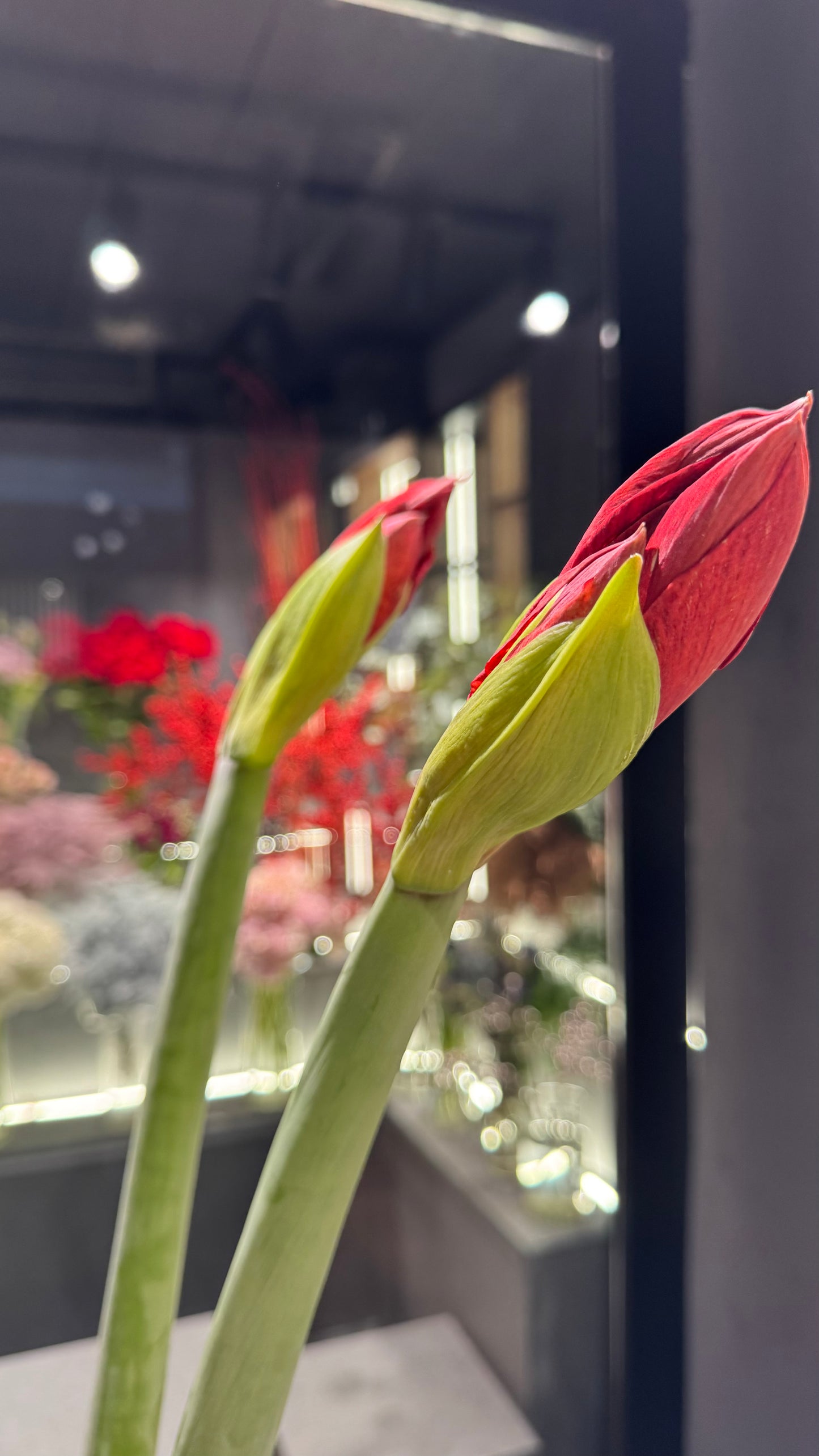 Amaryllis Red 5 Stems