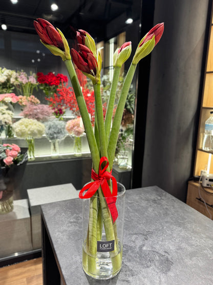 Amaryllis Red 5 Stems